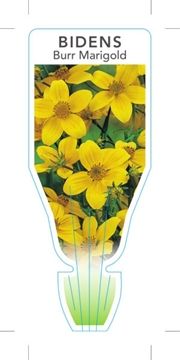 Picture of BIDENS FERULIFOLIA BURR MARIGOLD                                                                                                                      