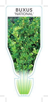 Picture of BUXUS MICROPHYLLA NATIONAL                                                                                                                            