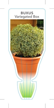 Picture of BUXUS SEMPERVIRENS VARIEGATED BOX                                                                                                                     
