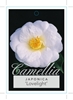 Picture of CAMELLIA LOVELIGHT                                                                                                                                    
