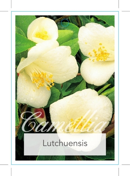 Picture of CAMELLIA LUTCHUENSIS                                                                                                                                  