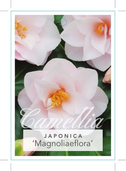 Picture of CAMELLIA MAGNOLIAEFLORA                                                                                                                               