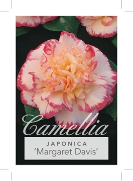 Picture of CAMELLIA MARGARET DAVIS                                                                                                                               