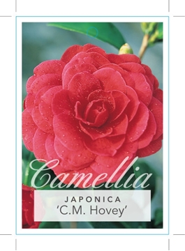 Picture of **CAMELLIA C M HOVEY                                                                                                                                  