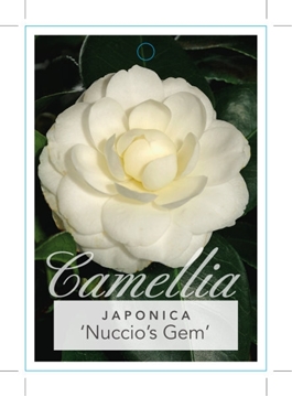 Picture of CAMELLIA NUCCIOS GEM                                                                                                                                  