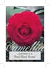 Picture of CAMELLIA RED RED ROSE                                                                                                                                 