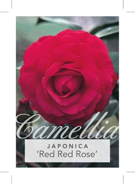 Picture of CAMELLIA RED RED ROSE                                                                                                                                 