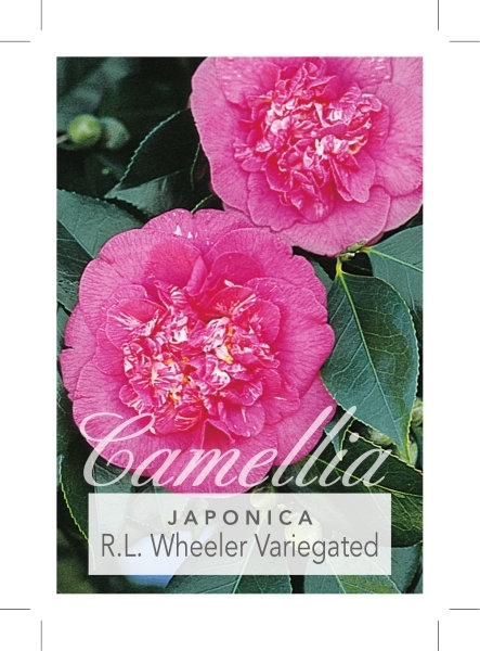 Picture of CAMELLIA R L WHEELER VARIEGATED                                                                                                                       