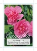 Picture of CAMELLIA SPARKLING BURGUNDY                                                                                                                           