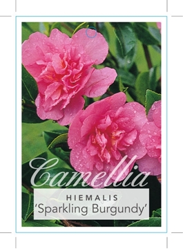 Picture of CAMELLIA SPARKLING BURGUNDY                                                                                                                           