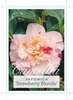 Picture of **CAMELLIA STRAWBERRY BLONDE                                                                                                                          