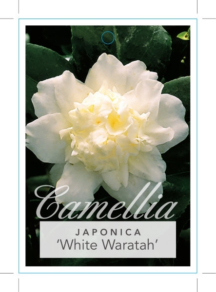 Picture of CAMELLIA WHITE WARATAH                                                                                                                                