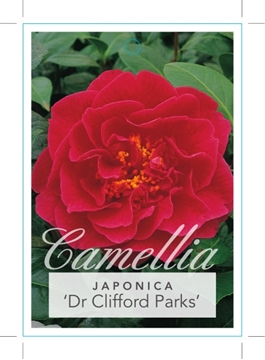Picture of **CAMELLIA DR CLIFFORD PARKS                                                                                                                          