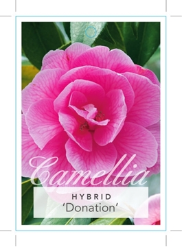 Picture of **CAMELLIA DONATION                                                                                                                                   