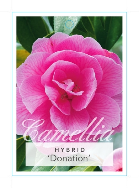 Picture of CAMELLIA DONATION                                                                                                                                     