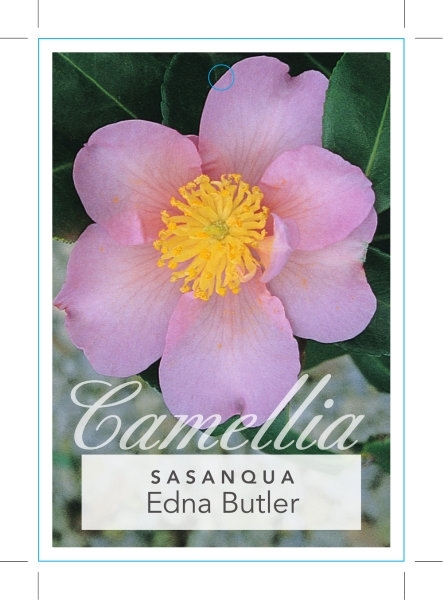 Picture of CAMELLIA EDNA BUTLER                                                                                                                                  