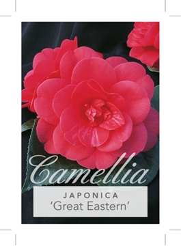 Picture of **CAMELLIA GREAT EASTERN                                                                                                                              