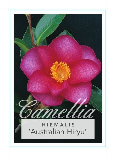 Picture of CAMELLIA AUSTRALIAN HIRYU (SYN KANJIRO)                                                                                                               