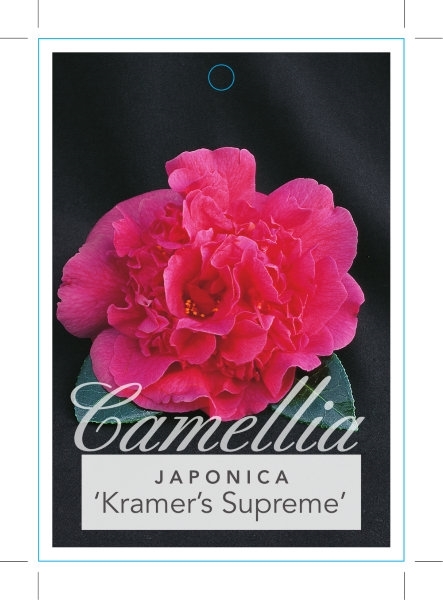 Picture of CAMELLIA KRAMERS SUPREME                                                                                                                              