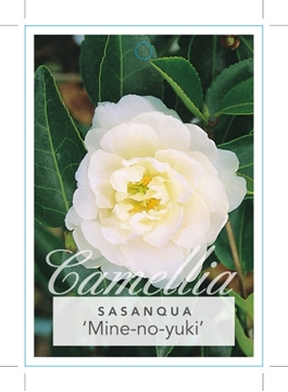 Picture of CAMELLIA SASANQUA MINE-NO-YUKI                                                                                                                        