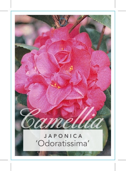 Picture of CAMELLIA ODORATISSIMA (SYN LA GRACIOLA)                                                                                                               