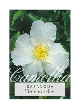 Picture of CAMELLIA SASANQUA SETSUGEKKA                                                                                                                          