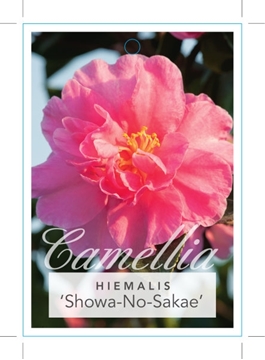 Picture of CAMELLIA SHOWA NO SAKAE SYN USUBENI                                                                                                                   