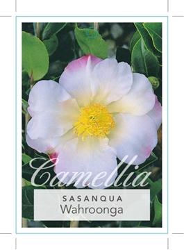 Picture of CAMELLIA SASANQUA WAHROONGA                                                                                                                           