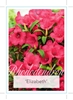Picture of RHODODENDRON ELIZABETH                                                                                                                                