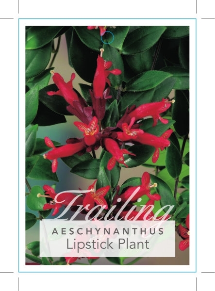 Picture of HOUSEPLANT AESCHYNANTHUS LIPSTICK PLANT                                                                                                               