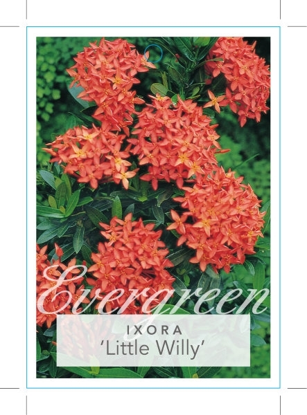 Picture of IXORA LITTLE WILLY                                                                                                                                    