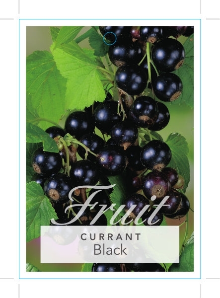 Picture of FRUIT CURRANT BLACK Ribes nigrum                                                                                                                      
