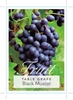 Picture of **FRUIT GRAPE TABLE BLACK MUSCAT                                                                                                                      