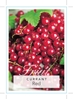 Picture of FRUIT CURRANT RED Ribes rubrum                                                                                                                        