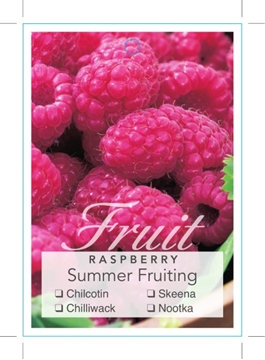 Picture of FRUIT RASPBERRY SUMMER FRUITING - TICK BOX (RUBUS IDAEUS)                                                                                             