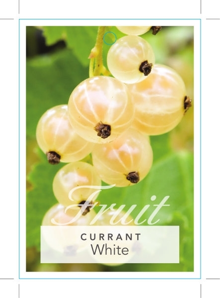 Picture of FRUIT CURRANT WHITE Ribes sp                                                                                                                          