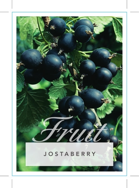 Picture of FRUIT JOSTABERRY                                                                                                                                      