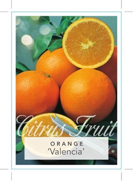 Picture of FRUIT CITRUS ORANGE VALENCIA                                                                                                                          