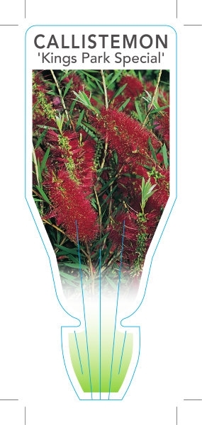 Picture of CALLISTEMON KINGS PARK SPECIAL                                                                                                                        