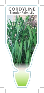 Picture of CORDYLINE STRICTA SLENDER PALM LILY                                                                                                                   