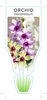 Picture of HOUSEPLANT DENDROBIUM ORCHID                                                                                                                          