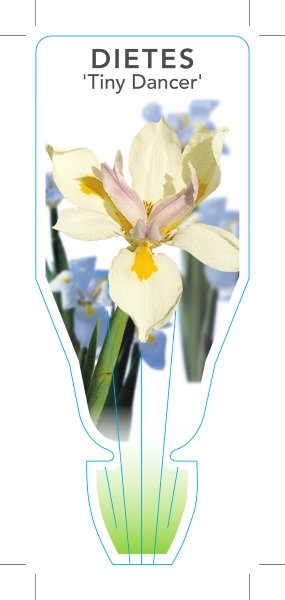 Picture of DIETES IRIDIOIDES TINY DANCER                                                                                                                         