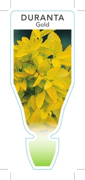 Picture of DURANTA REPENS GOLD FORM                                                                                                                              
