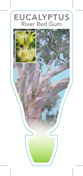 Picture of EUCALYPTUS CAMALDULENSIS RIVER RED GUM                                                                                                                