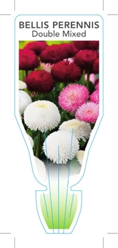 Picture of ANNUAL BELLIS PERENNIS DOUBLE MIX                                                                                                                     