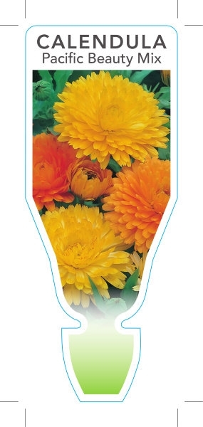 Picture of ANNUAL CALENDULA PACIFIC BEAUTY MIX                                                                                                                   