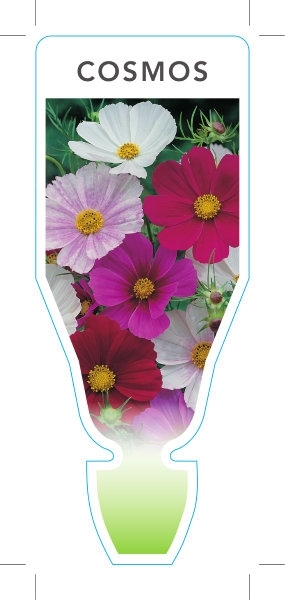 Picture of ANNUAL COSMOS (Cosmos Sp.)                                                                                                                            