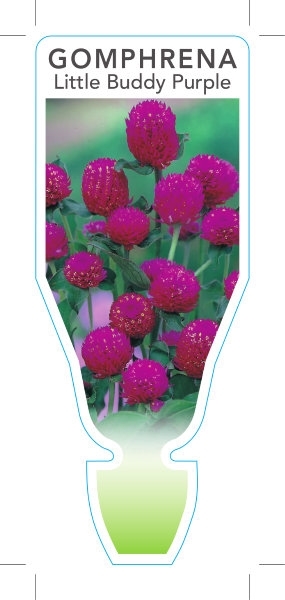 Picture of GOMPHRENA LITTLE BUDDY PURPLE                                                                                                                         