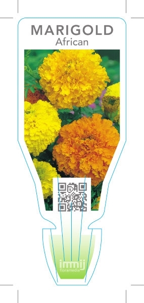 Picture of ANNUAL MARIGOLD AFRICAN (Tagetes erecta)                                                                                                              