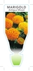 Picture of ANNUAL MARIGOLD ANTIGUA MIXED (Tagetes erecta)                                                                                                        
